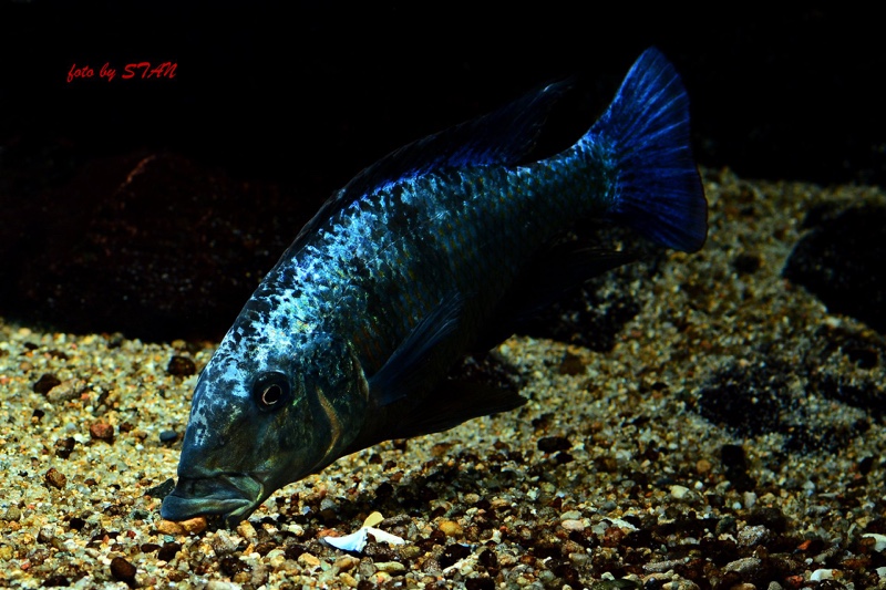 Fossorochromis rostratus